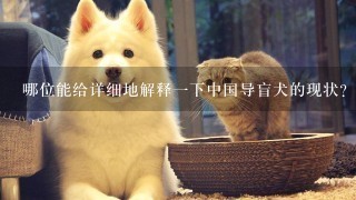 哪位能给详细地解释1下中国导盲犬的现状？