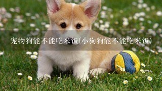 宠物狗能不能吃米饭(小狗狗能不能吃米饭)