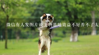 微信有人发图片说宠物基地效益不好养不了太多狗狗，