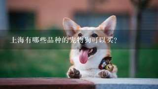 上海有哪些品种的宠物狗可以买