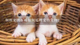 荆州宠物市场如何处理宠物宠物?